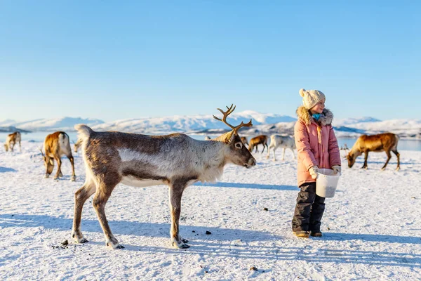 Menina Alimentando Renas Dia Ensolarado Inverno Norte Noruega — Fotografia de Stock