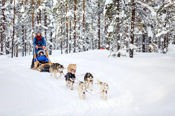 Husky Chiens Tirent Traîneau Famille Forêt Hiver Laponie Finlande — Photo