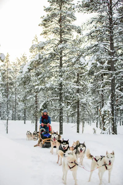 Husky Psi Tahají Saně Rodinou Zimním Lese Laponsku Finsko — Stock fotografie