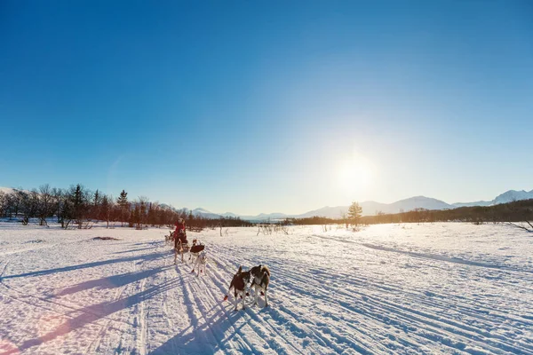Катание Санках Собаками Северной Норвегии — стоковое фото