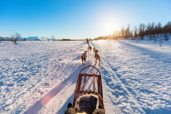 Rodelen Met Husky Honden Noord Noorwegen — Stockfoto