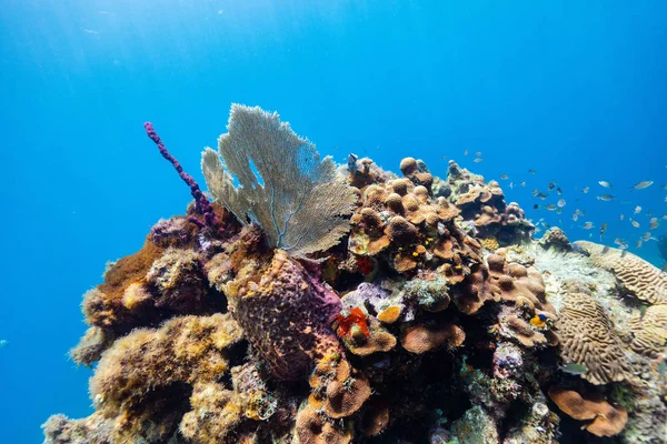 Beautiful Colorful Coral Reef Tropical Fish Underwater Lucia Caribbean — Stock Photo, Image