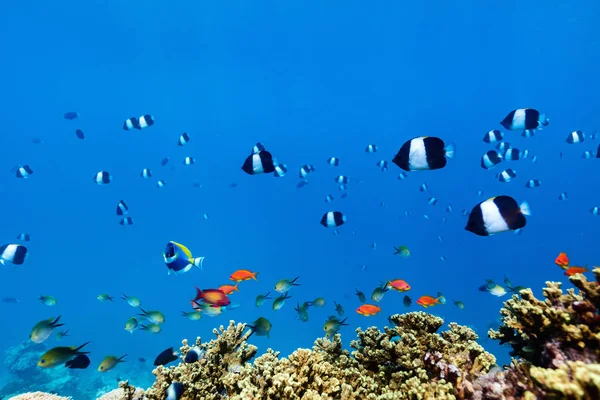 Красивые Красочные Коралловые Рифы Тропические Рыбы Водой Мальдивах — стоковое фото