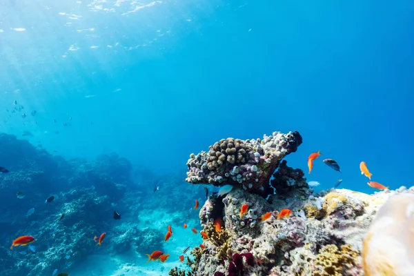 몰디브 해저의 아름다운 산호초와 열대어 — 스톡 사진