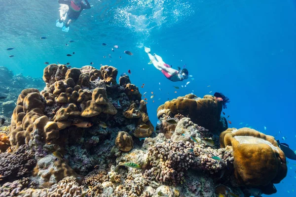 家族母と娘の明確な熱帯水サンゴ礁でシュノーケ リングの水中写真 — ストック写真