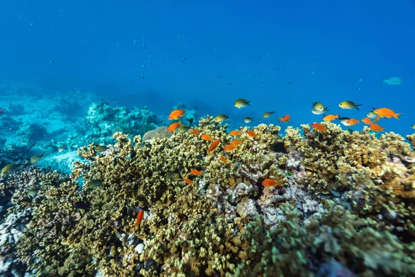 Bella Barriera Corallina Colorata Pesci Tropicali Sott Acqua Alle Maldive — Foto Stock