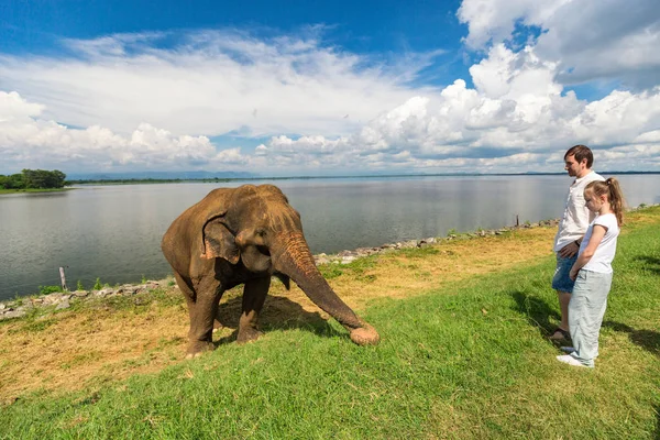 Rodina Otce Dcery Sledování Slon Udawalawe National Park Srí Lance — Stock fotografie