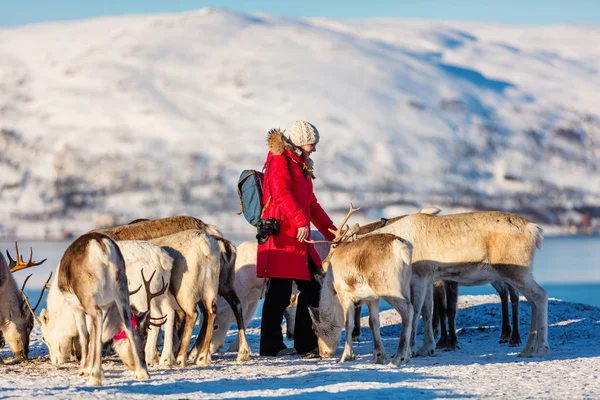 Junge Frau Freien Mit Rentieren Einem Sonnigen Wintertag Nordnorwegen — Stockfoto