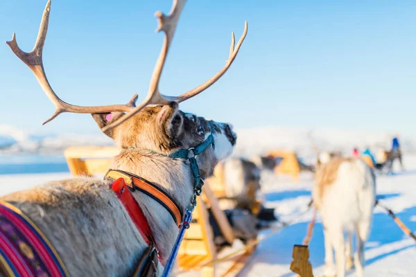 Close Van Rendieren Trekken Een Slee Noord Noorwegen Zonnige Winterdag — Stockfoto