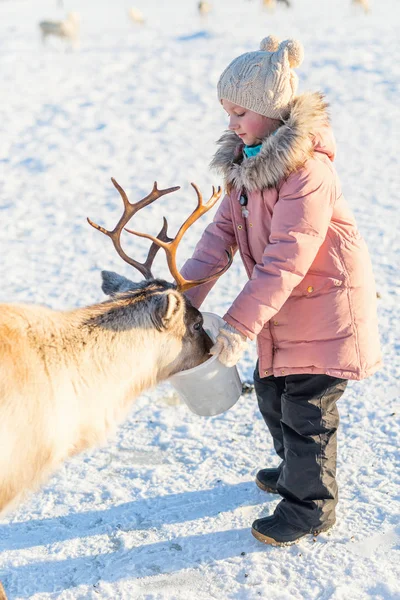 Meisje Voederen Van Rendieren Zonnige Winterdag Noord Noorwegen — Stockfoto