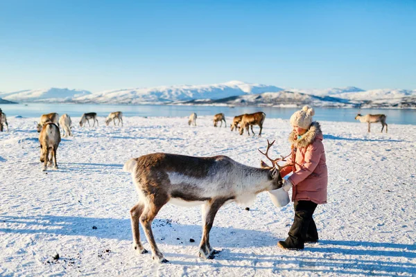 Meisje Voederen Van Rendieren Zonnige Winterdag Noord Noorwegen — Stockfoto