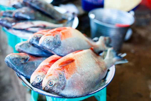 Свіжа Риба Ринку Морепродуктів — стокове фото