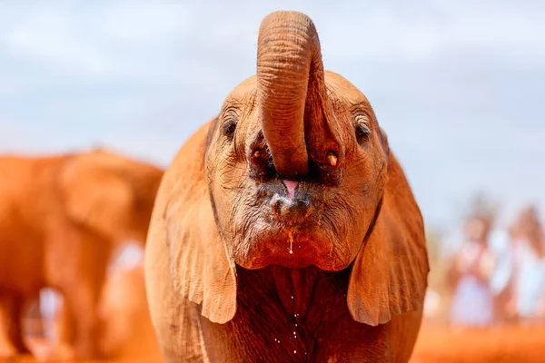 Primo Piano Dell Elefante Selvatico Nel Parco Safari — Foto Stock