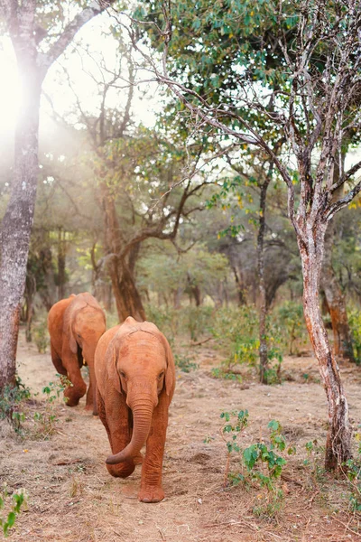 Wilde Baby Elefanten Safaripark — Stockfoto