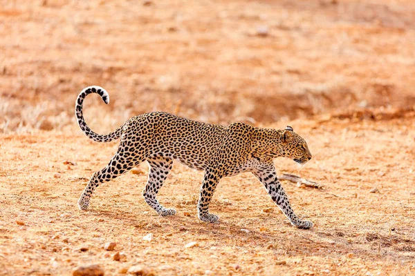 Leopardo Selvagem Luz Manhã Quênia África — Fotografia de Stock