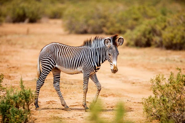 Samburu Különleges Grevys Baby Zebra Nemzeti Tartalék Kenyában — Stock Fotó