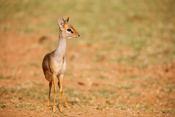 Антилопа Dik Dik Национальном Парке Самбуру Кении — стоковое фото