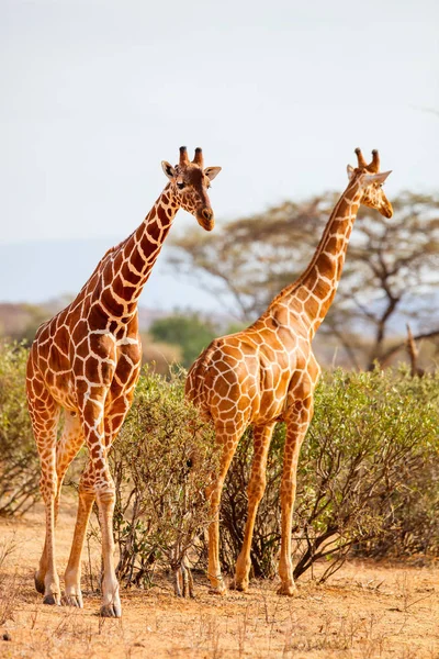 Samburu Spécial Cinq Girafes Réticulées Dans Réserve Nationale Kenya — Photo