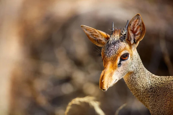 Blízko Antilopy Dikovy Národním Parku Samburu Keni — Stock fotografie