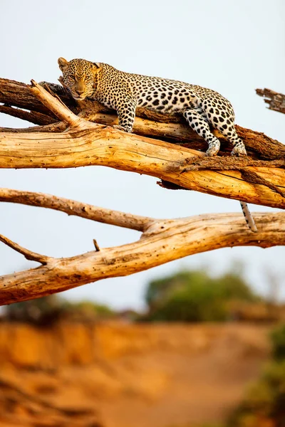 Belo Leopardo Macho Uma Árvore Quênia África — Fotografia de Stock