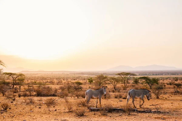 Особые Пять Зебр Самбуру Красивом Утреннем Свете Национальном Парке Кении — стоковое фото