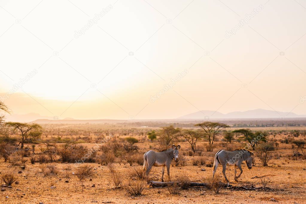 Samburu special five Grevys zebras in beautiful morning light at national park in Kenya