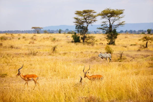 Csoport Impala Antilopok Zebrák Masai Mara Szafari Park Kenyában — Stock Fotó