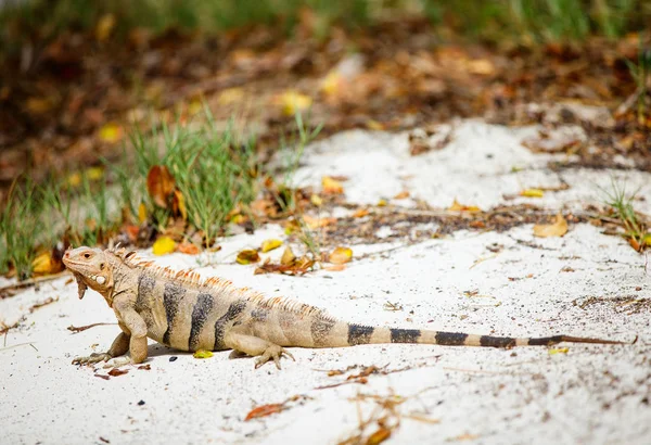 Grenadinler Tropikal Adada Beyaz Kumlu Plajda Iguana — Stok fotoğraf