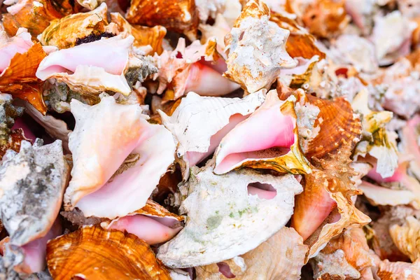 Many Beautiful Conch Shells — Stock Photo, Image