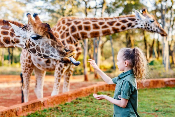 Cute Little Girl Feeding Giraffes Africa — Stock Photo, Image