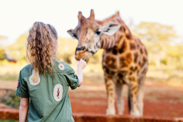Cute Little Girl Feeding Giraffes Africa — Stock Photo, Image