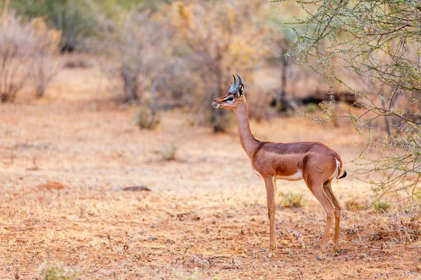 Gerenuk Antilop Samburu Kenya Daki Ulusal Parkta Özel Beş Kişi — Stok fotoğraf
