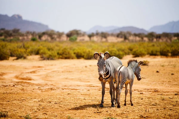 Grevys Zebras Στο Εθνικό Απόθεμα Samburu Στην Κένυα — Φωτογραφία Αρχείου