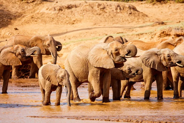 Wild Elephants Riverbed Drinking Water — Stock Photo, Image