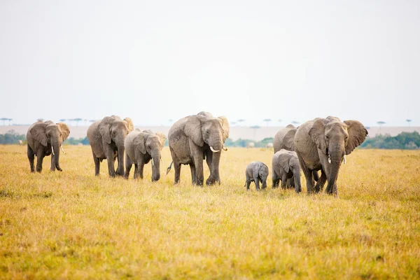 Elefanti Nel Parco Safari Kenya Africa — Foto Stock