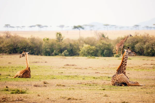 Детские Жирафы Сафари Парке Масаи Мара Кении Африка — стоковое фото