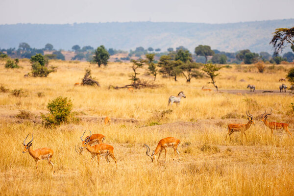 Group of impala antelopes and zebras in Masai Mara safari park in Kenya