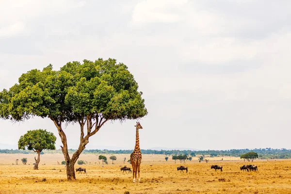 Żyrafa Parku Safari Masai Mara Kenii Afryka — Zdjęcie stockowe