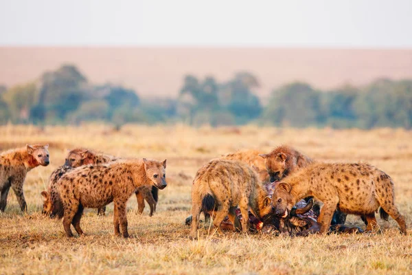Hyenas Pack Succesvolle Wildebeest Hunt Safari Park Kenia — Stockfoto