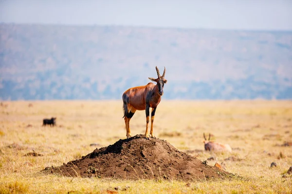 Topi Antelope Standing Mound Surveying Surrounding Territory — Stock Photo, Image