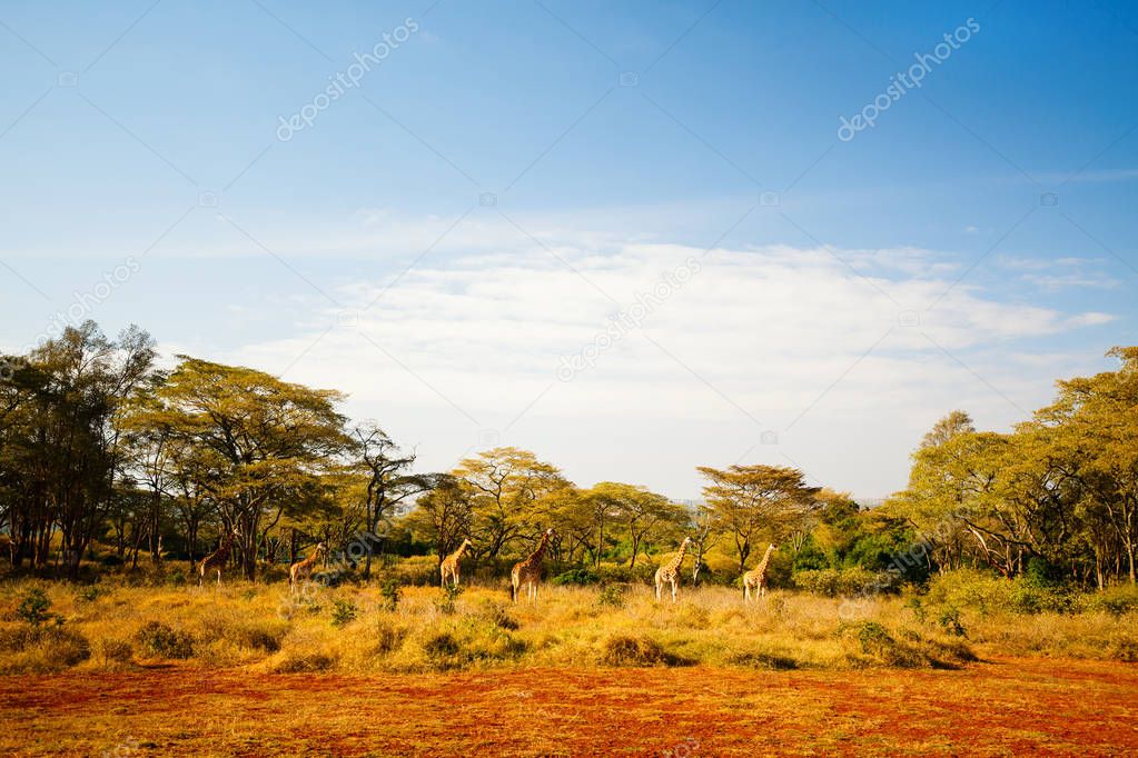 Giraffes in safari park in Kenya Africa