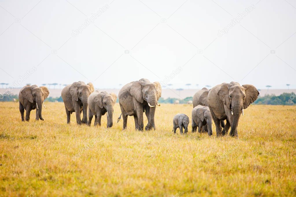 Elephants in safari park in Kenya Africa