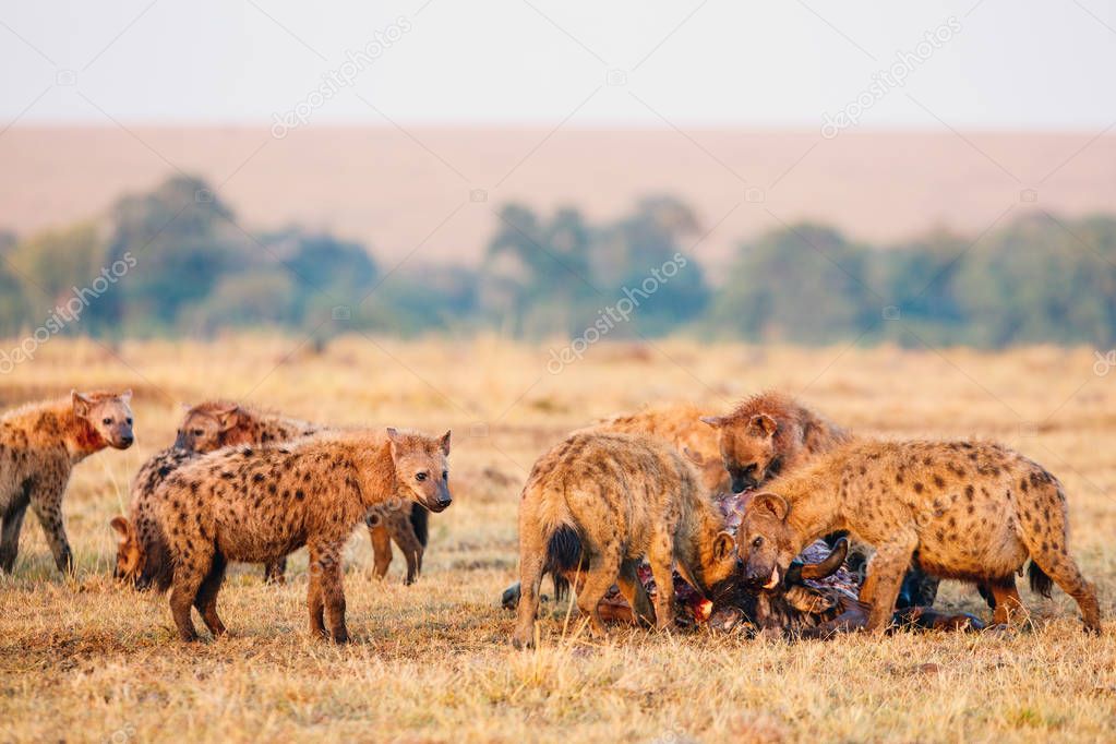 Hyenas pack after successful wildebeest hunt in safari park in Kenya