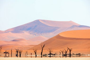 Mirage at Deadvlei Namibia where dried out camelthorn trees surrounded by red sand dunes clipart