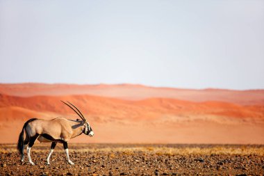 Oryx antelope walking against red sand dunes of Sossusvlei in Namib desert Namibia clipart