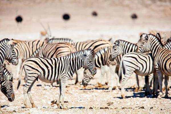 Troupeau Zèbres Dans Les Vastes Plaines Ouvertes Etosha Namibie — Photo