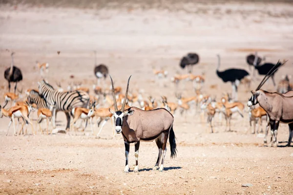 Oryx Cebra Rebaños Springbok Avestruces Abrevadero Nebrownii Etosha Namibia —  Fotos de Stock
