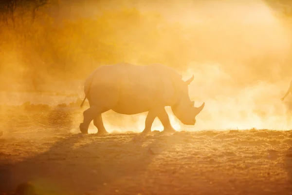 Breitmaulnashorn Wunderschönen Sonnenuntergang Namibia Park — Stockfoto