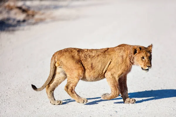 Νεαρό Λιοντάρι Διασχίζει Ένα Δρόμο Στο Εθνικό Πάρκο Της Ετίσα — Φωτογραφία Αρχείου