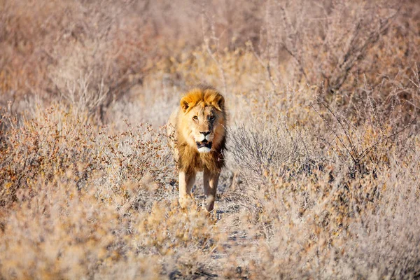 Velký Samec Lev Směřující Fotoaparátu Národním Parku Etosha Namibii — Stock fotografie